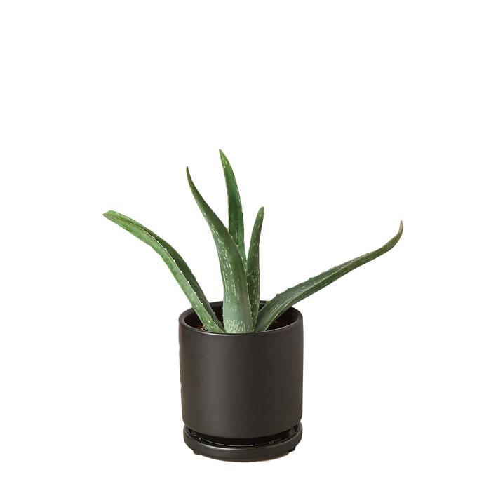 Aloe Vera - Plants Off Dance Off