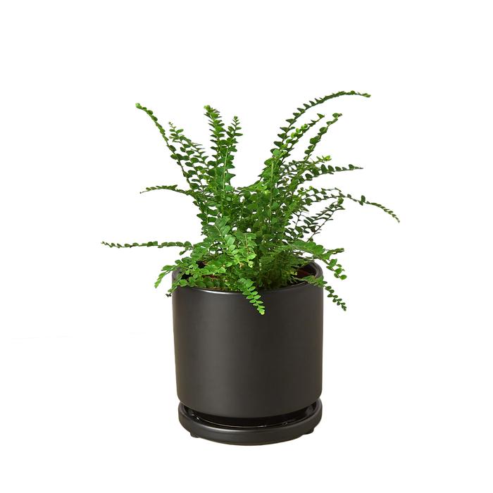 Fern 'Lemon Button' - Plants Off Dance Off