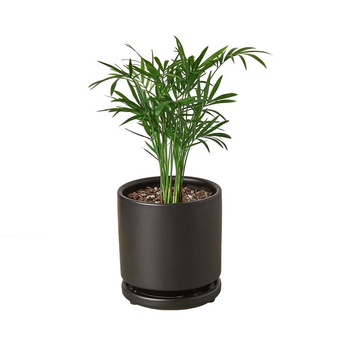 Parlor Palm - Plants Off Dance Off