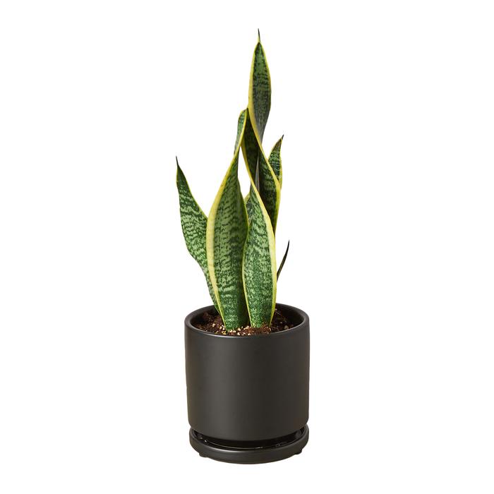 Snake Plant Laurentii - Plants Off Dance Off