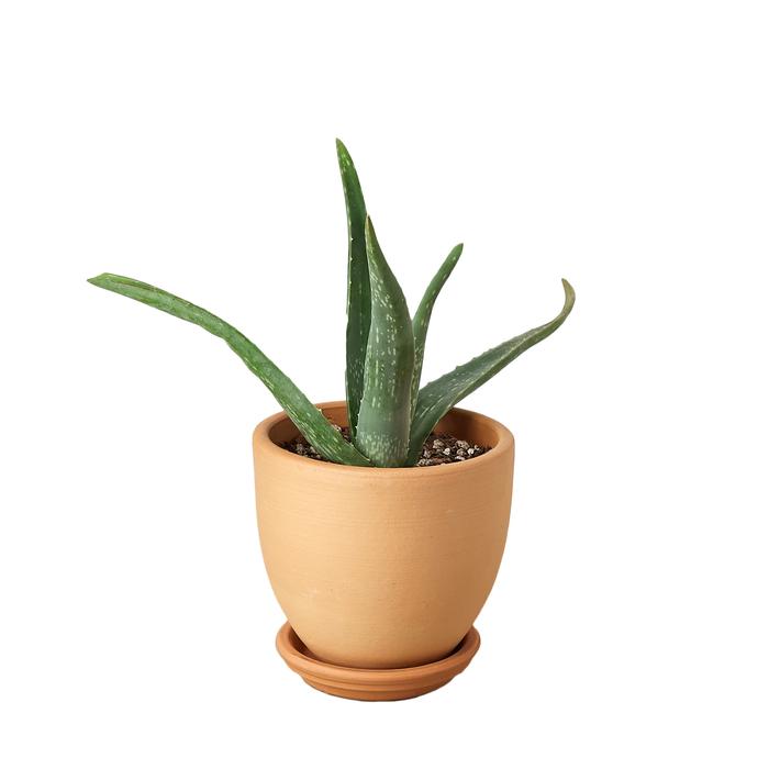 Aloe Vera - Plants Off Dance Off
