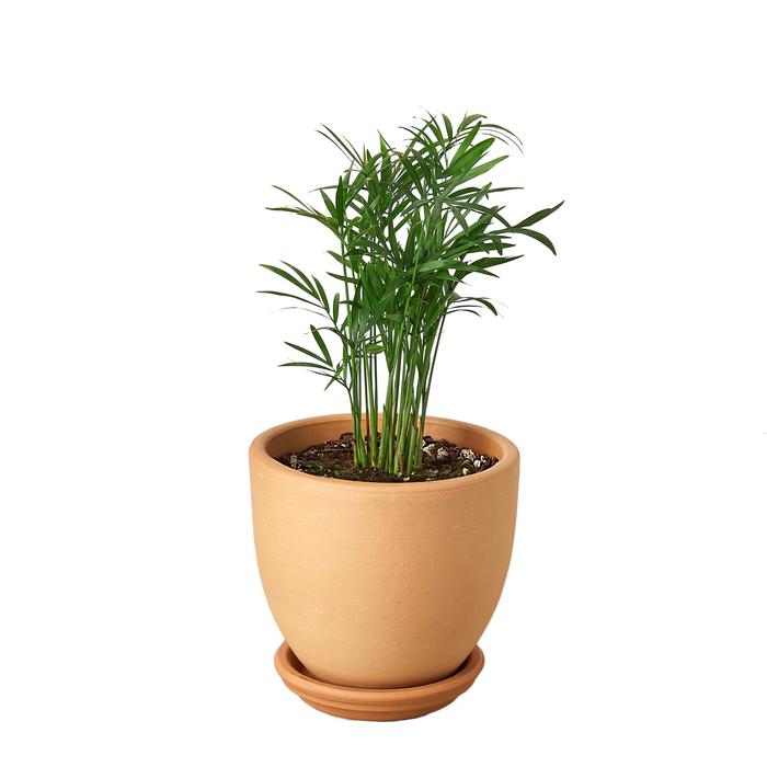 Parlor Palm - Plants Off Dance Off