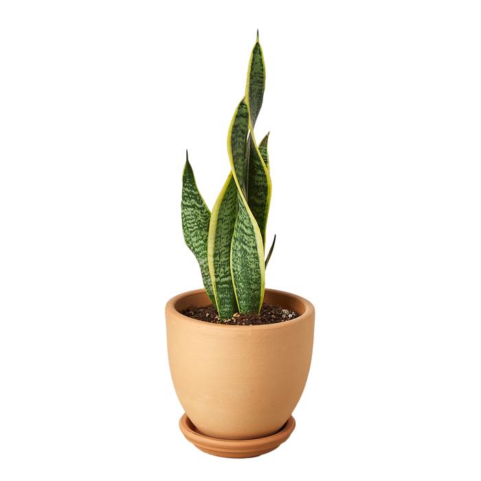 Snake Plant Laurentii - Plants Off Dance Off
