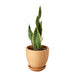 Snake Plant Laurentii - Plants Off Dance Off