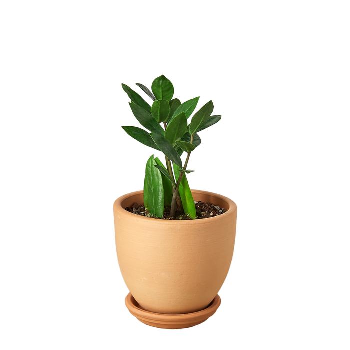 Zamioculcas Zamiifolia ZZ - Plants Off Dance Off