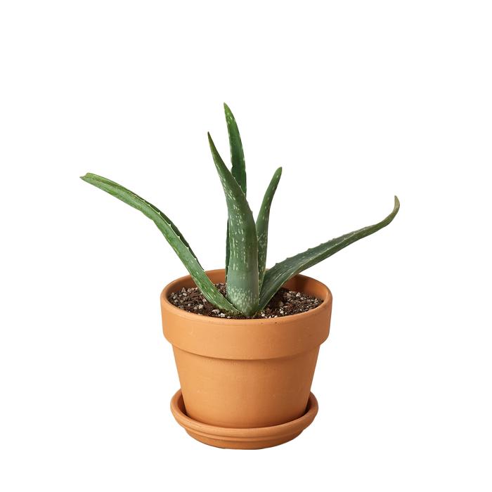 Aloe Vera - Plants Off Dance Off