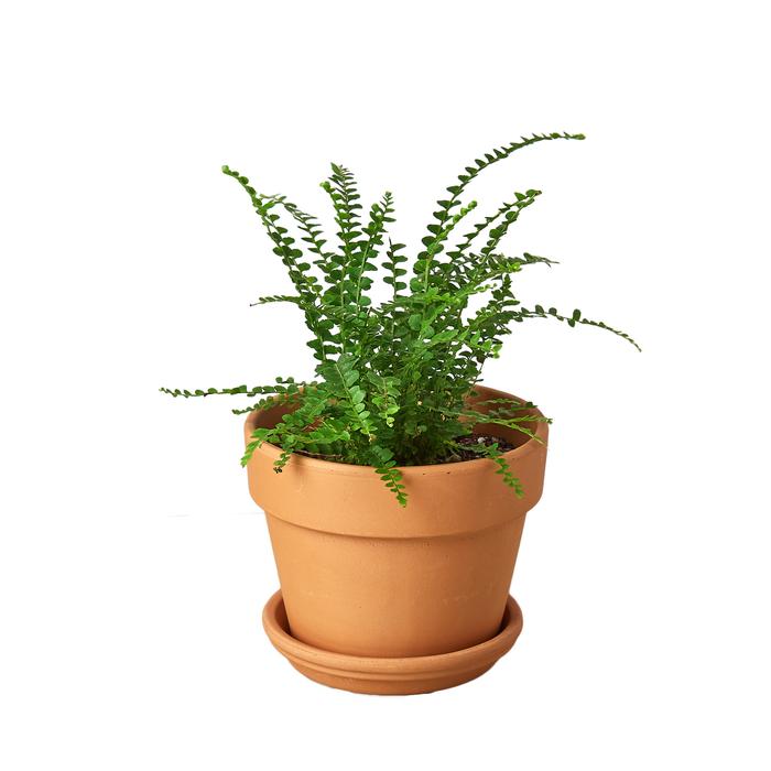 Fern 'Lemon Button' - Plants Off Dance Off