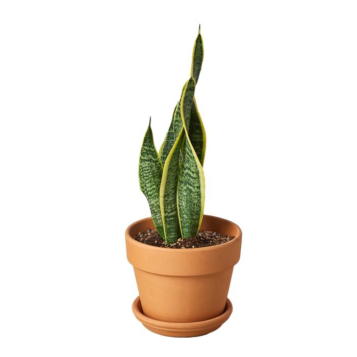 Snake Plant Laurentii - Plants Off Dance Off