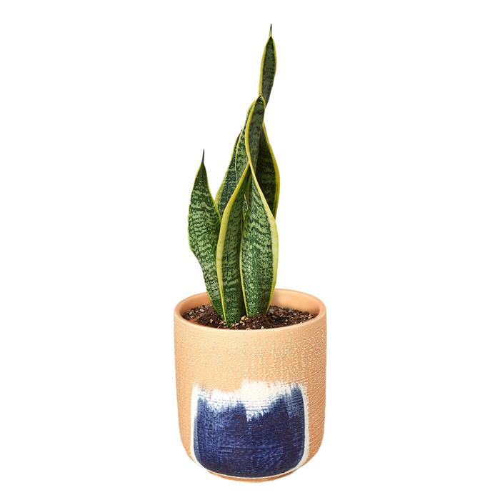 Snake Plant Laurentii - Plants Off Dance Off