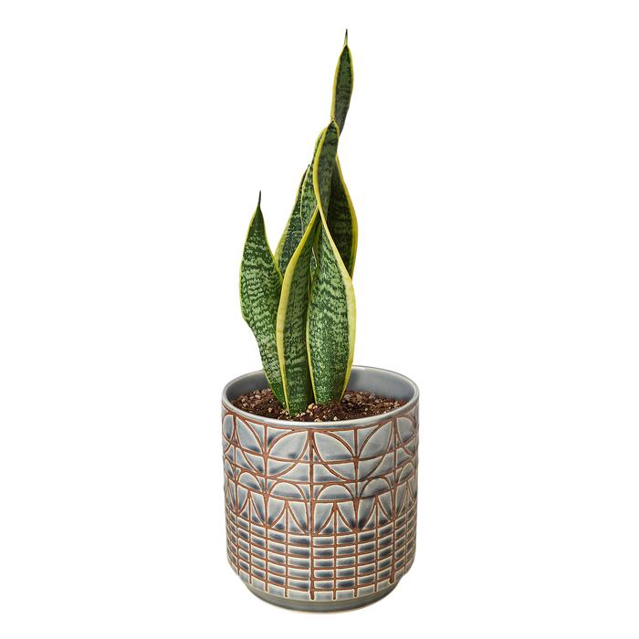 Snake Plant Laurentii - Plants Off Dance Off