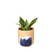 Snake Plant Laurentii Dwarf - Plants Off Dance Off