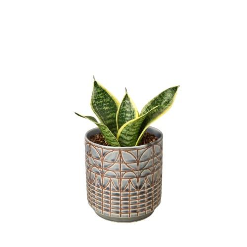 Snake Plant Laurentii Dwarf - Plants Off Dance Off