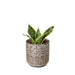 Snake Plant Laurentii Dwarf - Plants Off Dance Off