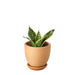 Snake Plant Laurentii Dwarf - Plants Off Dance Off