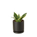 Snake Plant Laurentii Dwarf - Plants Off Dance Off