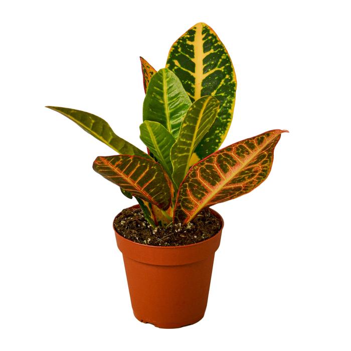 Croton Petra 'Joseph's Coat' - Plants Off Dance Off