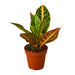 Croton Petra 'Joseph's Coat' - Plants Off Dance Off