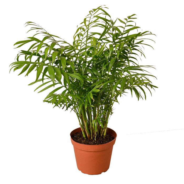 Parlor Palm - Plants Off Dance Off