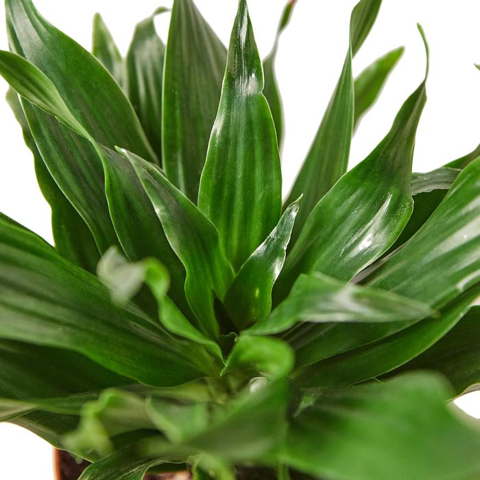 Dracaena 'Janet Craig' - Plants Off Dance Off