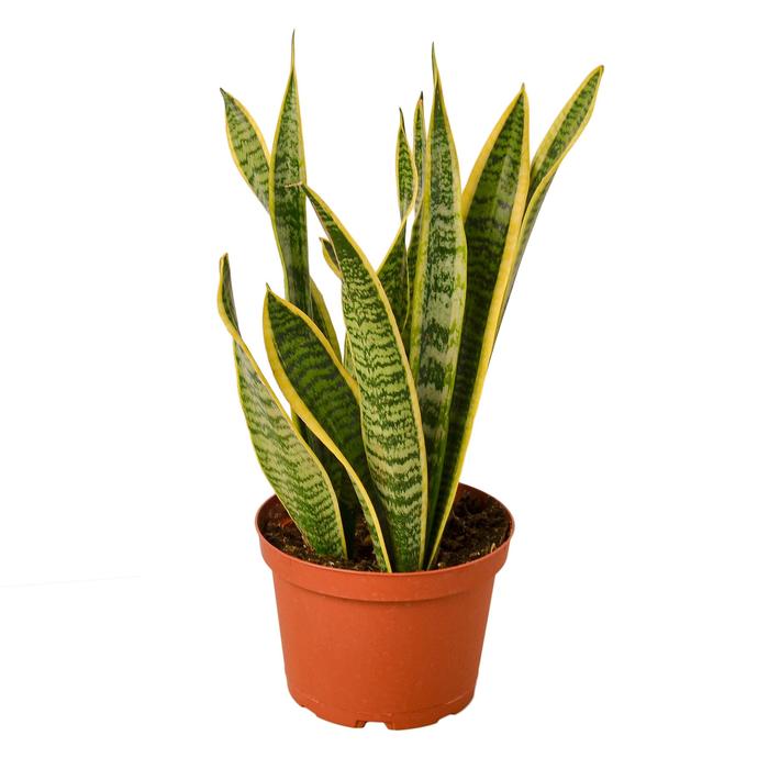 Snake Plant Laurentii - Plants Off Dance Off