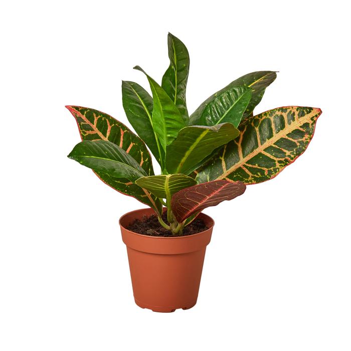 Croton Petra 'Joseph's Coat' - Plants Off Dance Off