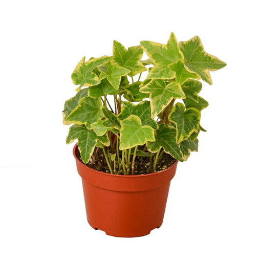 English Ivy Gold Child - Plants Off Dance Off