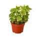 English Ivy Gold Child - Plants Off Dance Off
