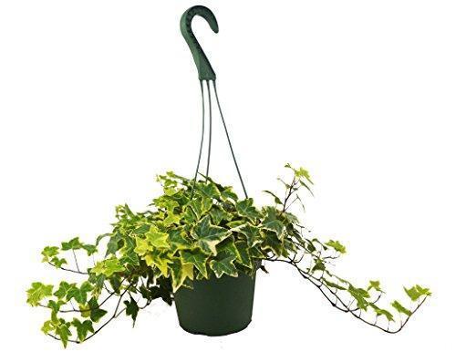 English Ivy Gold Child - Plants Off Dance Off