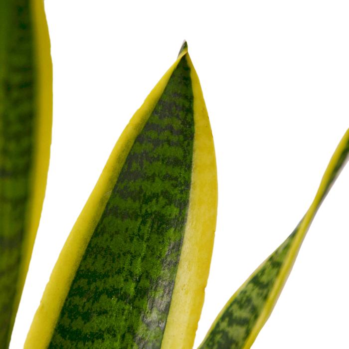 Snake Plant Laurentii - Plants Off Dance Off