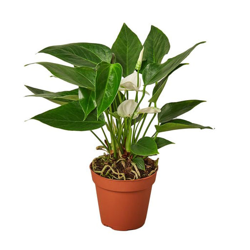 Anthurium 'White' - Plants Off Dance Off