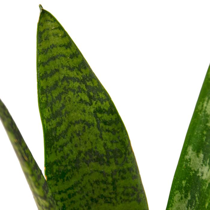 Snake Plant 'Zeylanica' - Plants Off Dance Off