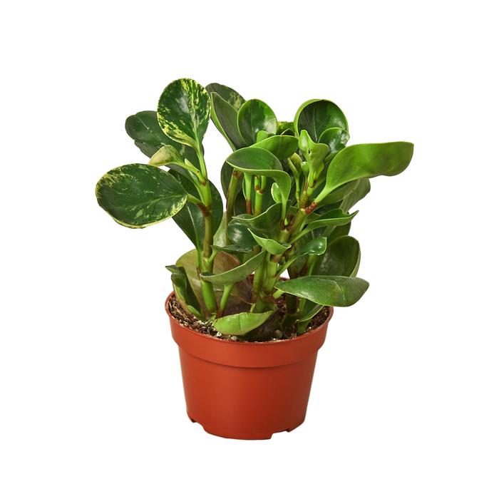 Peperomia 'Marble' - Plants Off Dance Off