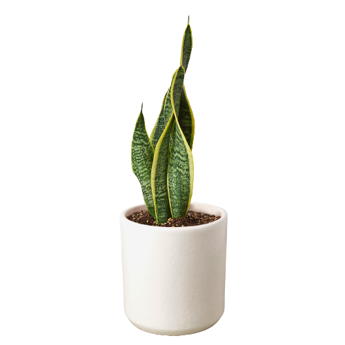 Snake Plant Laurentii - Plants Off Dance Off