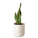 Snake Plant Laurentii - Plants Off Dance Off