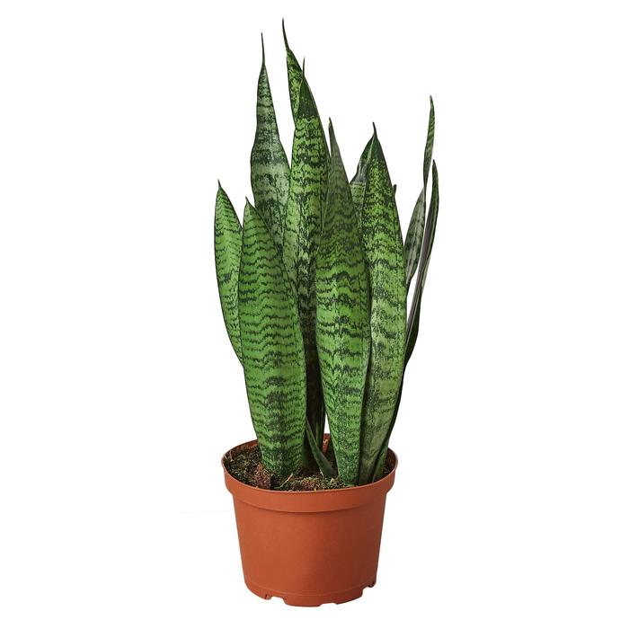 Snake Plant 'Zeylanica' - Plants Off Dance Off