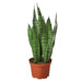 Snake Plant 'Zeylanica' - Plants Off Dance Off