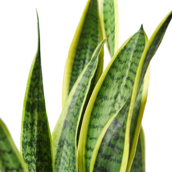 Snake Plant Laurentii - Plants Off Dance Off