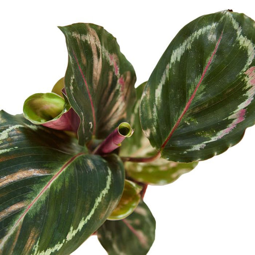 Calathea Roseopicta 'Medallion' - Plants Off Dance Off