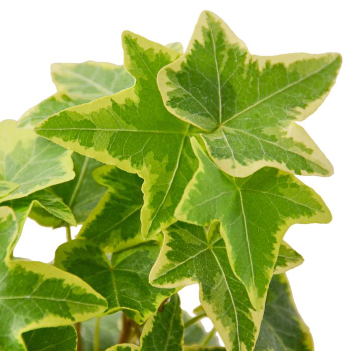 English Ivy Gold Child - Plants Off Dance Off