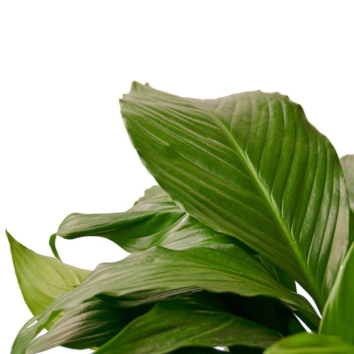 Spathiphyllum 'Peace Lily' - Plants Off Dance Off