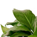 Spathiphyllum 'Peace Lily' - Plants Off Dance Off