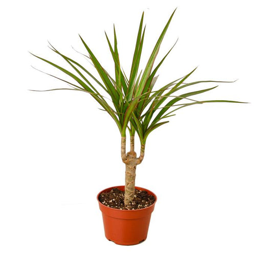 Dracaena Marginata Cane - Plants Off Dance Off