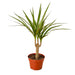 Dracaena Marginata Cane - Plants Off Dance Off