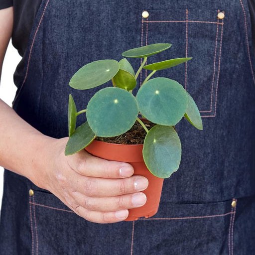 Pilea Peperomioides 'Chinese Money' - Plants Off Dance Off