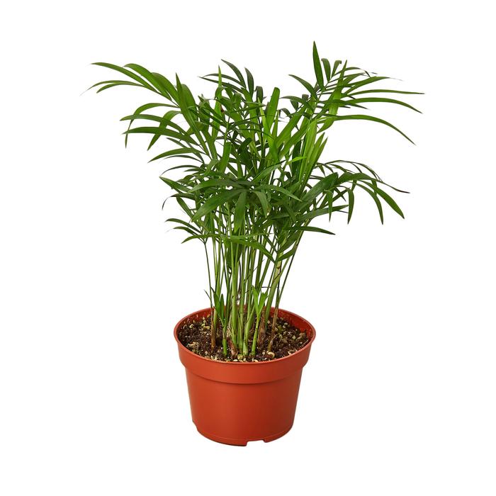 Parlor Palm - Plants Off Dance Off